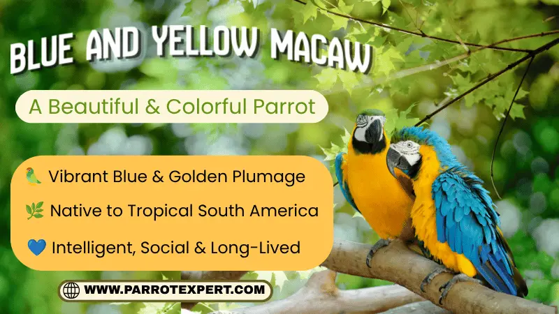 blue and yellow macaw