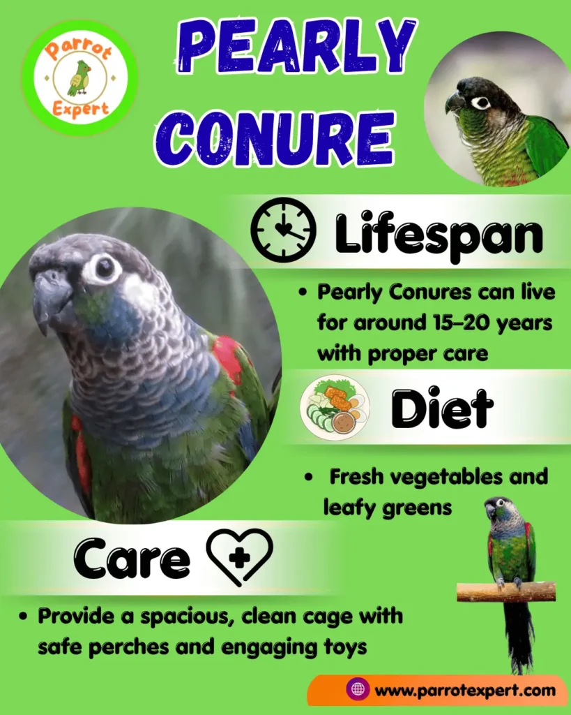 Pearly Conure