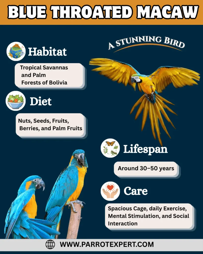 Blue Throated Macaw
