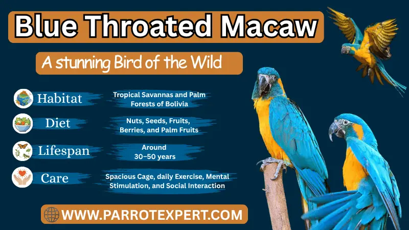 Blue Throated Macaw