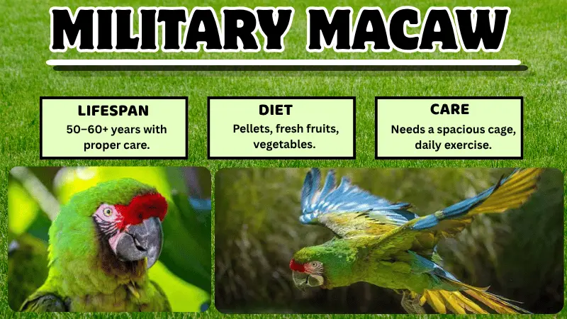 Military Macaw