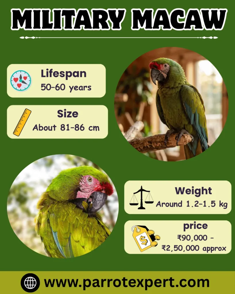 Military Macaw