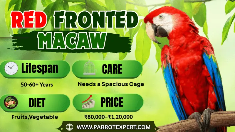 Red Fronted Macaw: Lifespan, Size, Diet, Care, Price and Facts
